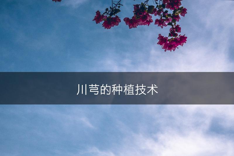 川芎的种植技术(图1)