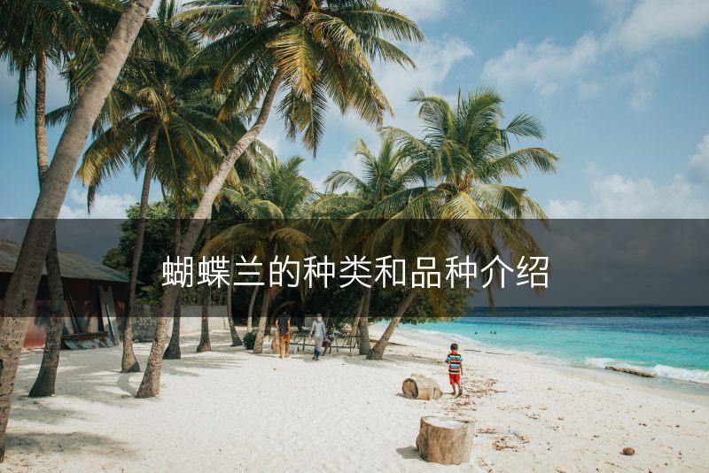 蝴蝶兰的种类和品种介绍(图1)