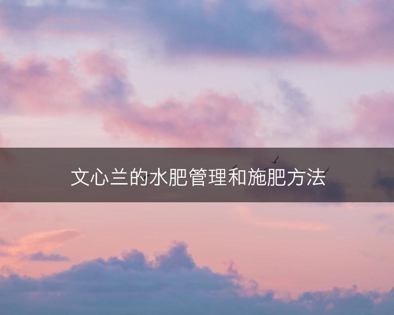 文心兰的水肥管理和施肥方法(图1)