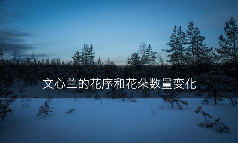 文心兰的花序和花朵数量变化(图1)