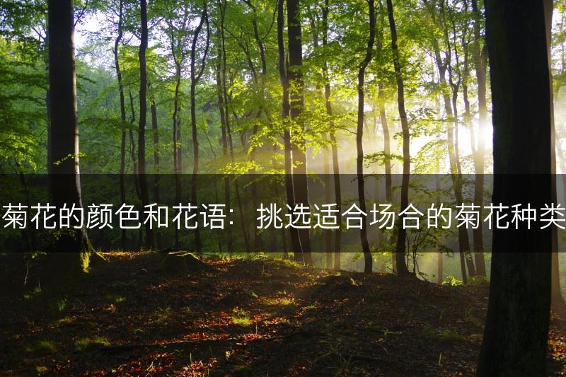 菊花的颜色和花语：挑选适合场合的菊花种类(图1)
