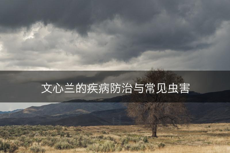 文心兰的疾病防治与常见虫害(图1)