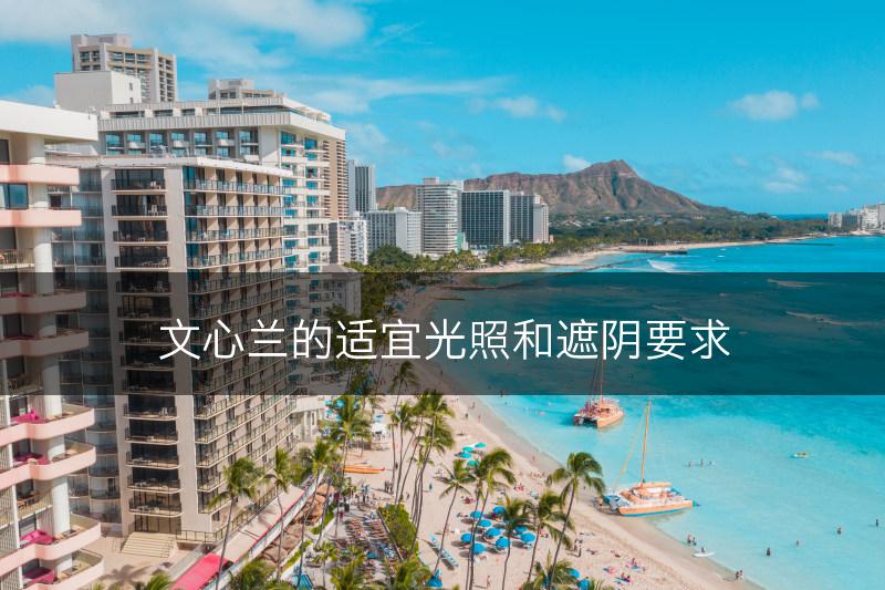 文心兰的适宜光照和遮阴要求(图1)