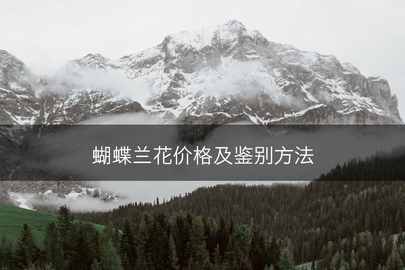 蝴蝶兰花价格及鉴别方法(图1)