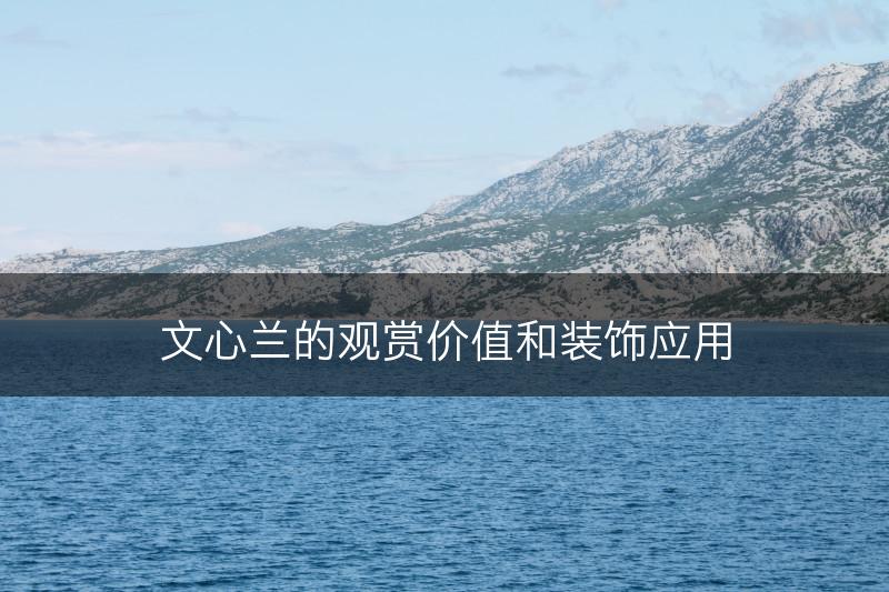 文心兰的观赏价值和装饰应用(图1)