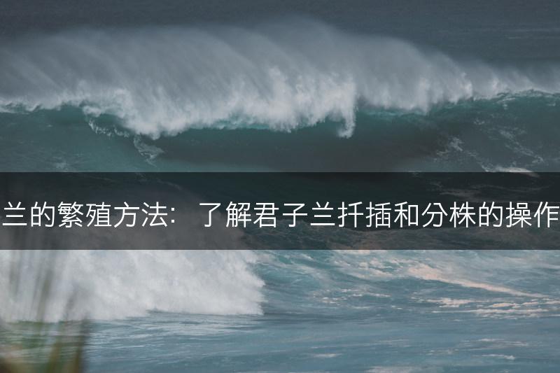 君子兰的繁殖方法：了解君子兰扦插和分株的操作技巧(图1)
