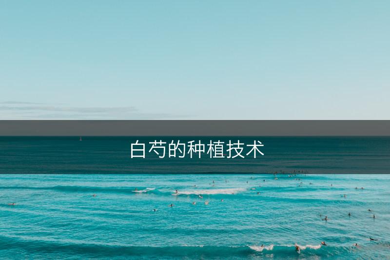 白芍的种植技术(图1)