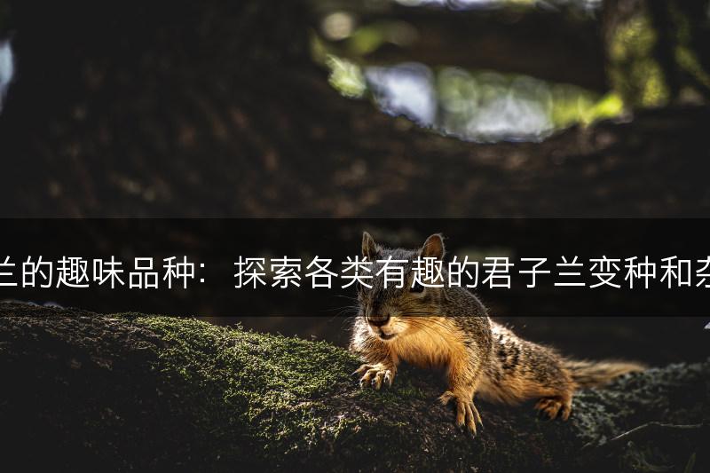君子兰的趣味品种：探索各类有趣的君子兰变种和杂交种(图1)
