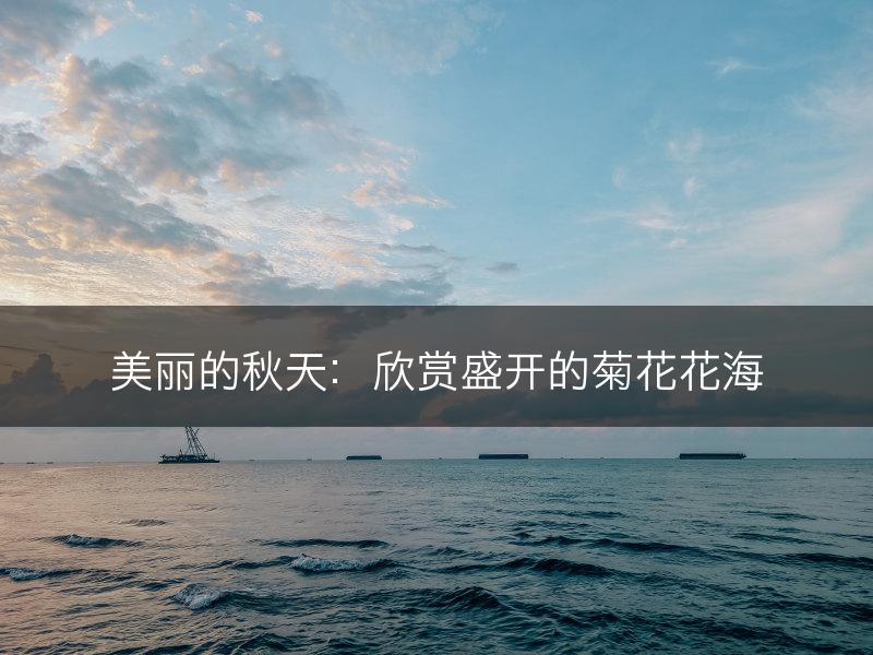 美丽的秋天：欣赏盛开的菊花花海(图1)