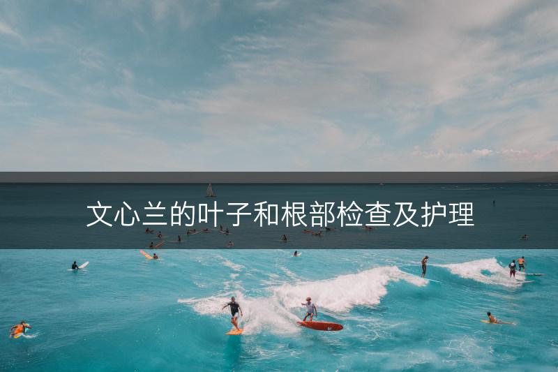 文心兰的叶子和根部检查及护理(图1)