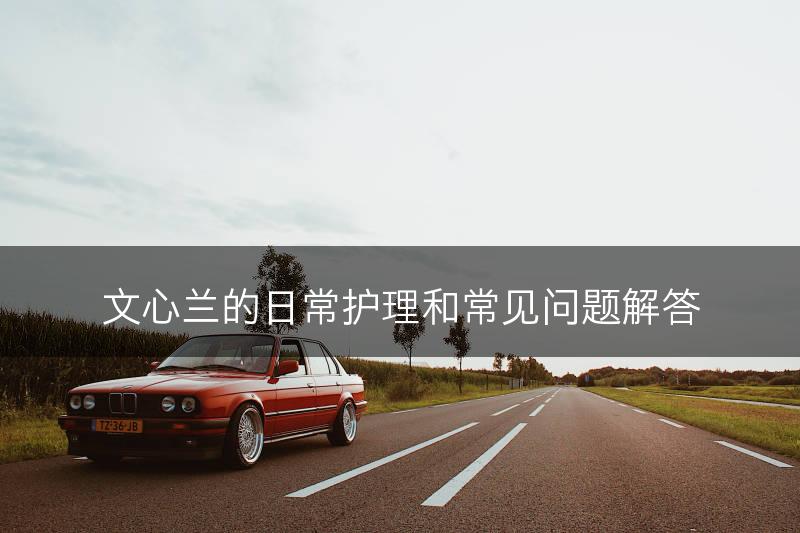文心兰的日常护理和常见问题解答(图1)