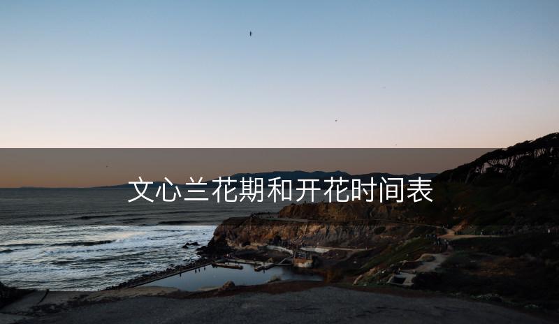 文心兰花期和开花时间表(图1)
