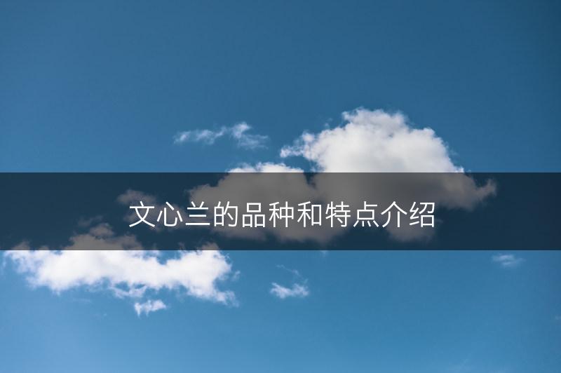 文心兰的品种和特点介绍(图1)