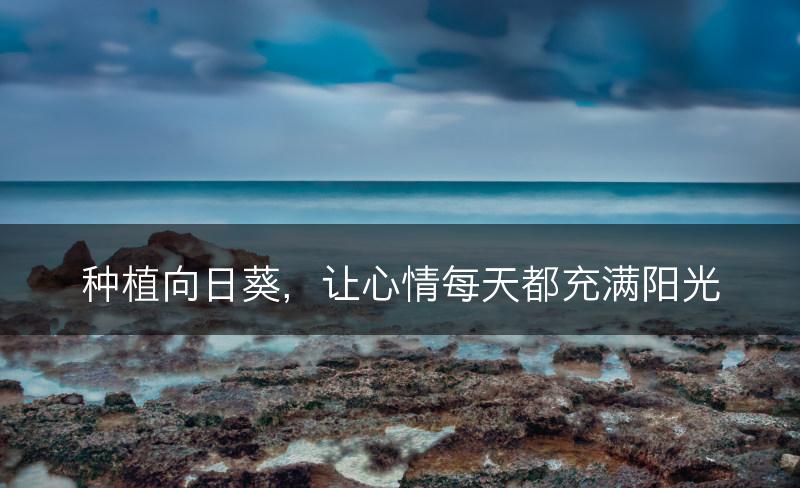 种植向日葵,让心情每天都充满阳光(图1) 种植向日葵,让心情每天都充满阳光(图1)