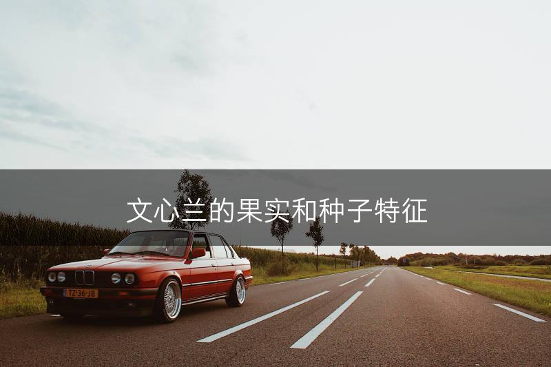 文心兰的果实和种子特征(图1)