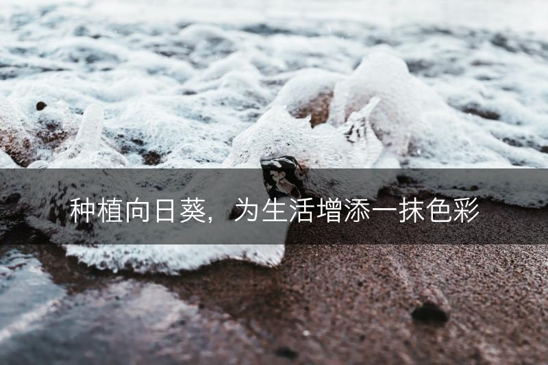 种植向日葵,为生活增添一抹色彩(图1) 种植向日葵,为生活增添一抹色彩(图1)