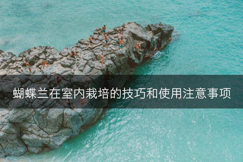 蝴蝶兰在室内栽培的技巧和使用注意事项(图1)