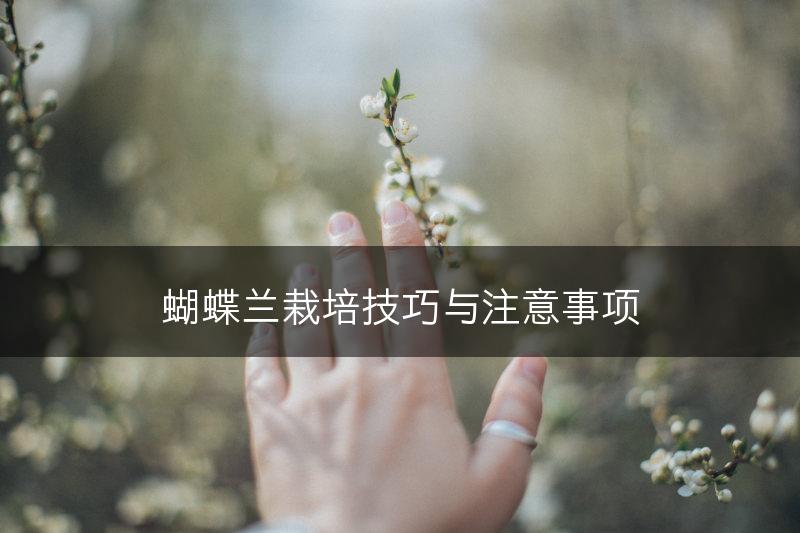 蝴蝶兰栽培技巧与注意事项(图1)