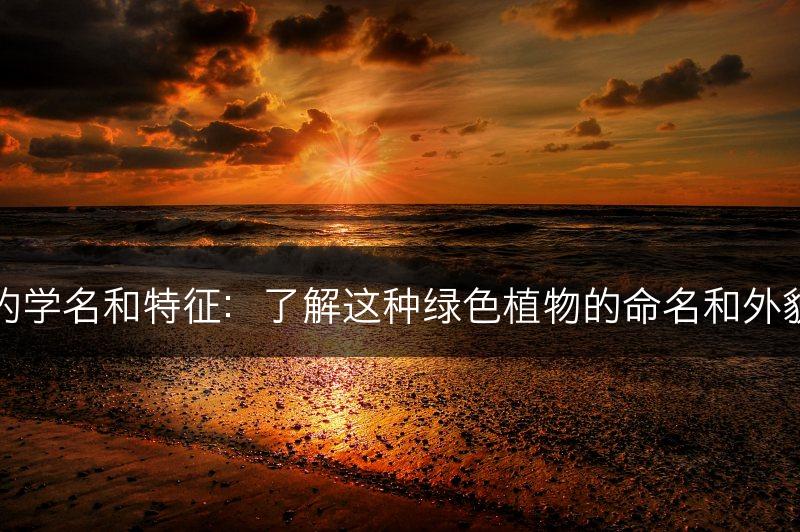 绿萝的学名和特征：了解这种绿色植物的命名和外貌特征(图1)