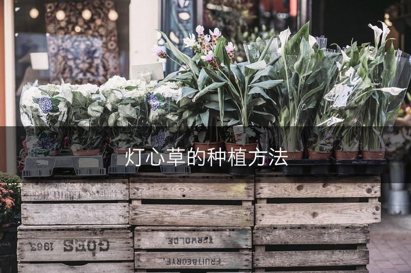 灯心草的种植方法(图1)