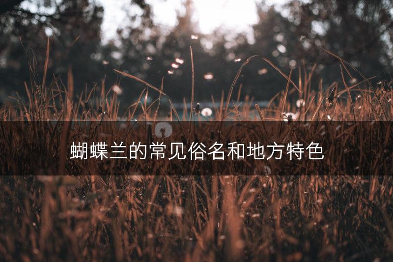 蝴蝶兰的常见俗名和地方特色(图1)
