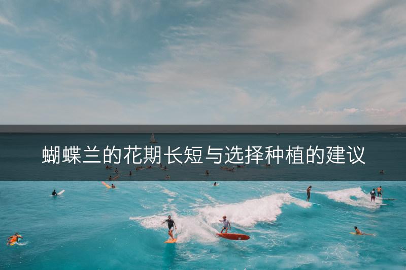 蝴蝶兰的花期长短与选择种植的建议(图1)