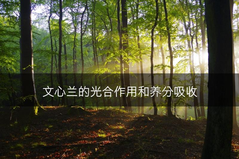 文心兰的光合作用和养分吸收(图1)