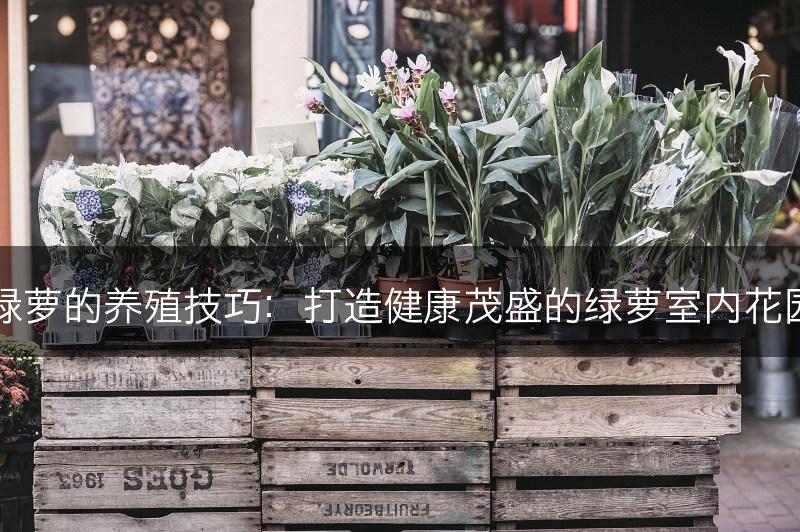 绿萝的养殖技巧：打造健康茂盛的绿萝室内花园(图1)