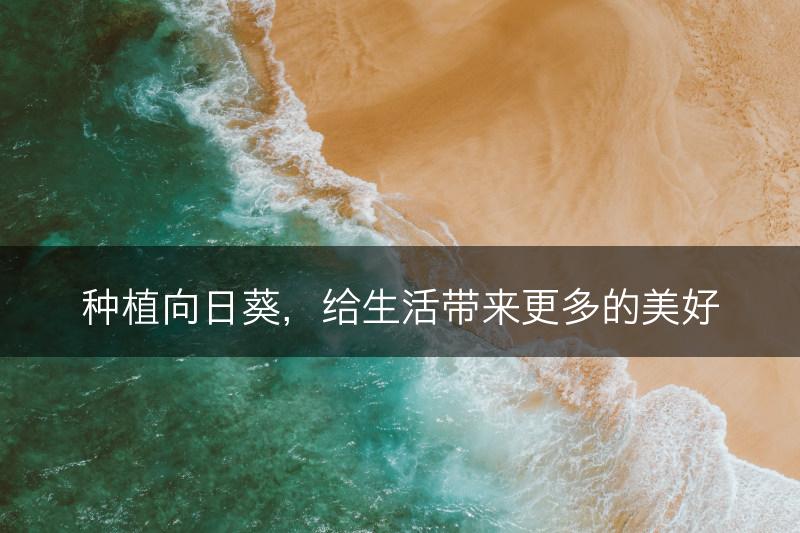 种植向日葵，给生活带来更多的美好(图1)