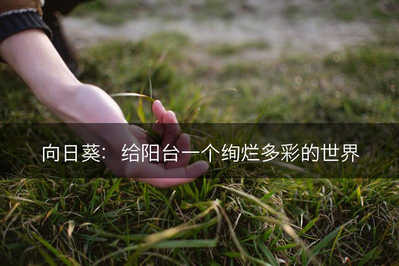 向日葵:给阳台一个绚烂多彩的世界(图1) 向日葵:给阳台一个绚烂多彩的世界(图1)