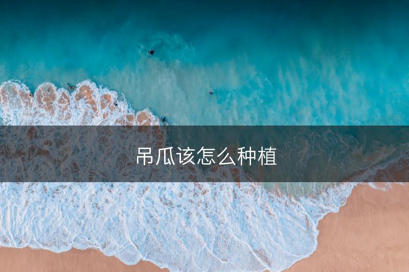 吊瓜该怎么种植(图1)