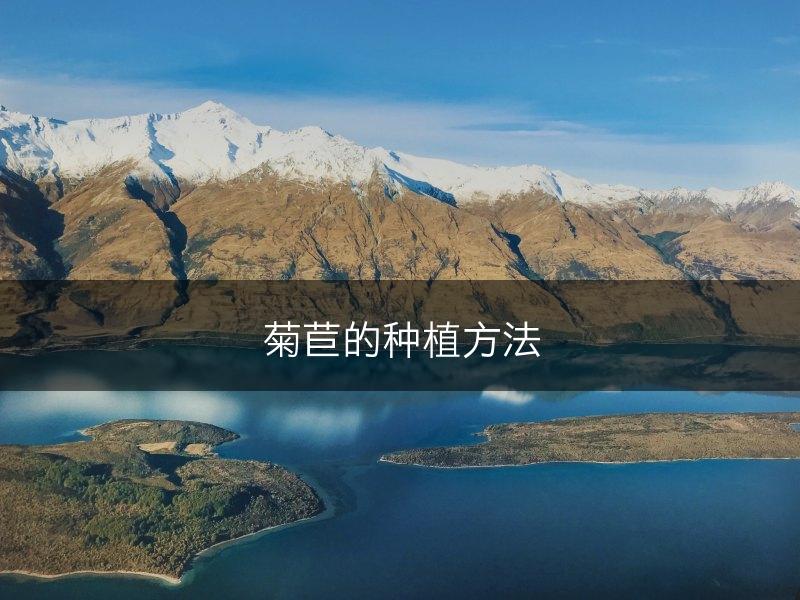 菊苣的种植方法(图1)
