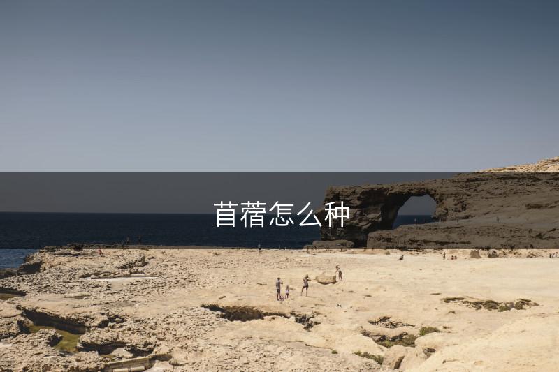 苜蓿怎么种(图1)