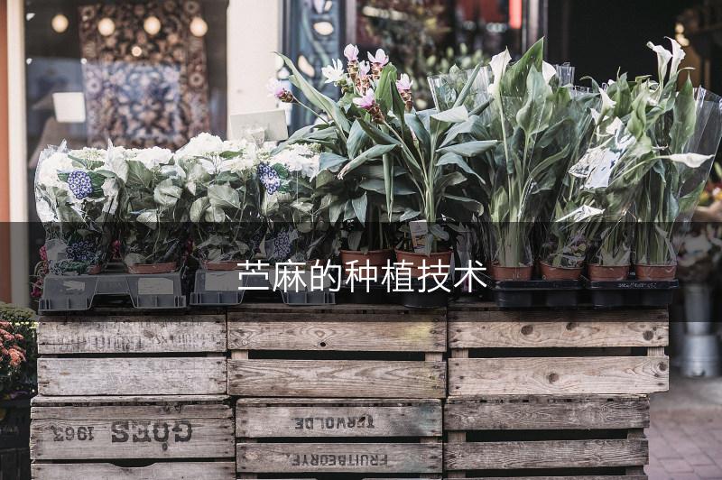 苎麻的种植技术(图1)