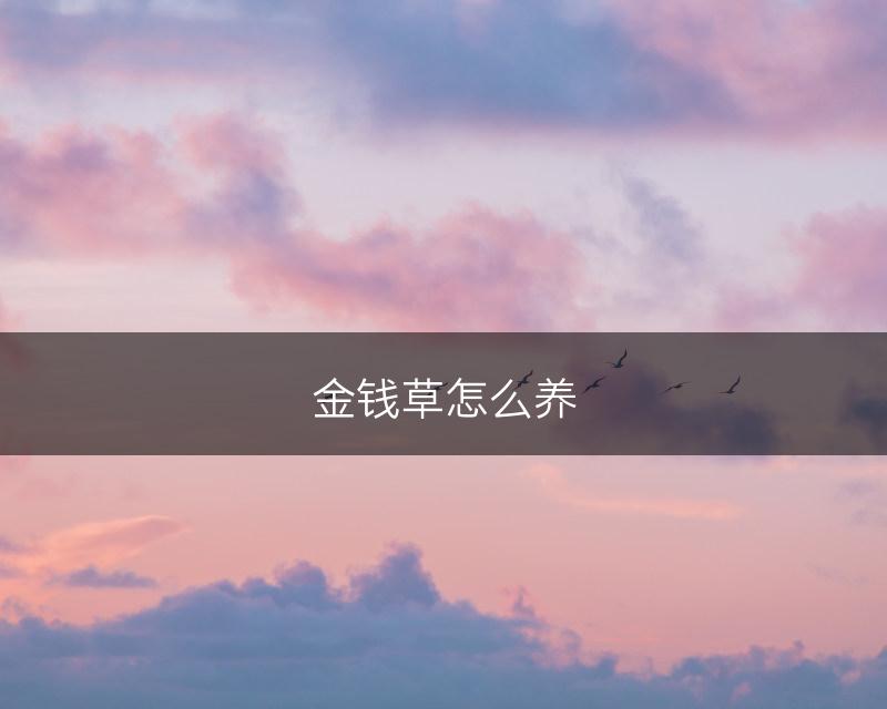 金钱草怎么养(图1)