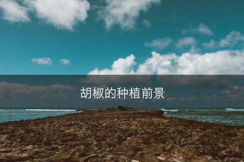 胡椒的种植前景(图1)