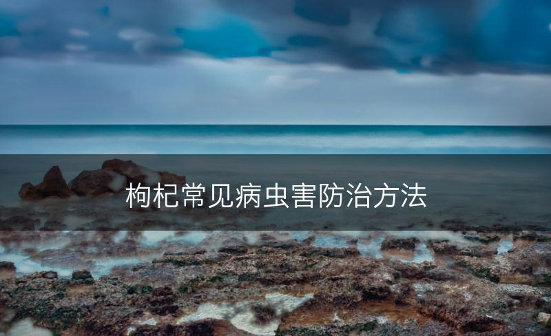 枸杞常见病虫害防治方法(图1)