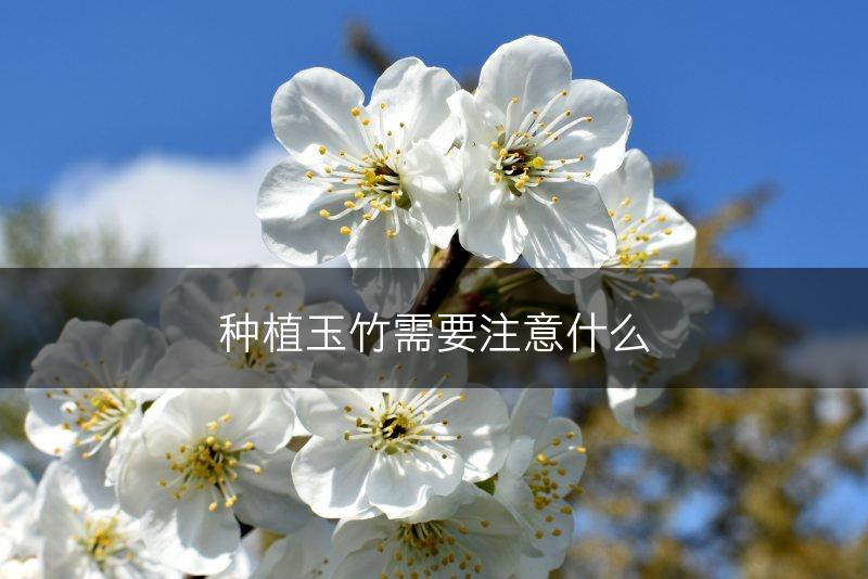 种植玉竹需要注意什么(图1)