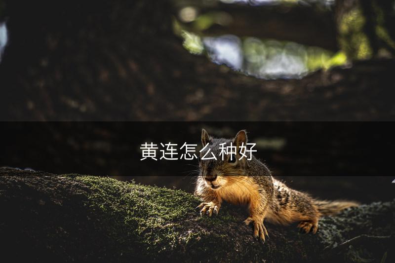 黄连怎么种好(图1)