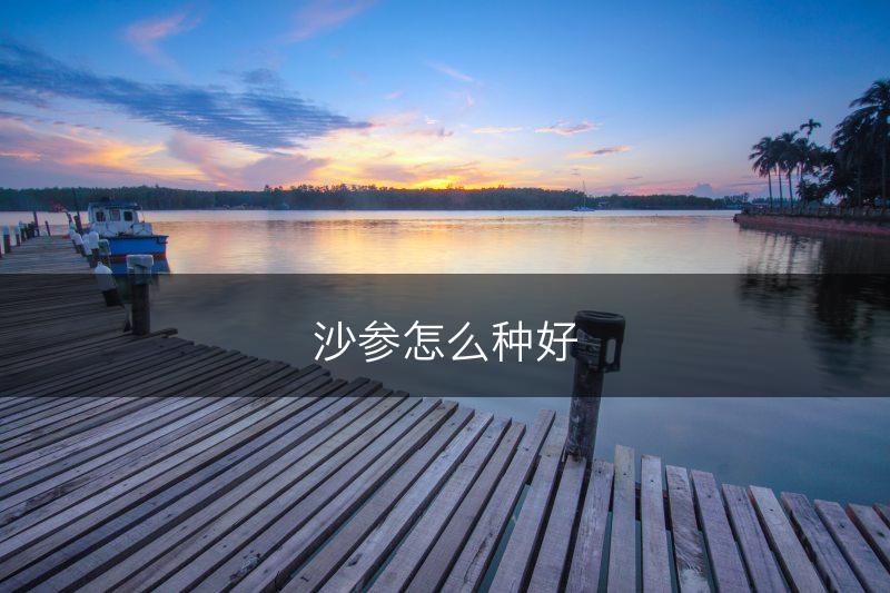 沙参怎么种好(图1)