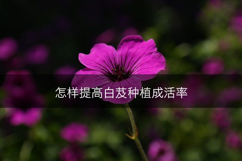 怎样提高白芨种植成活率(图1)