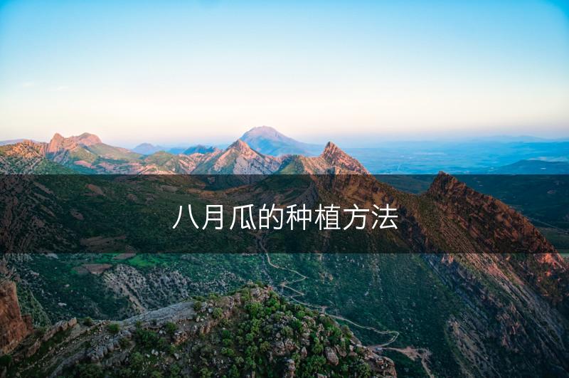 八月瓜的种植方法(图1)