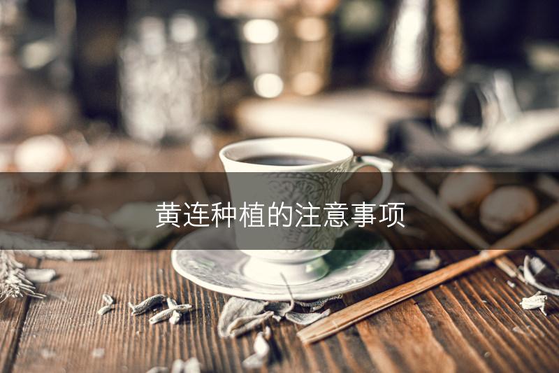 黄连种植的注意事项(图1)