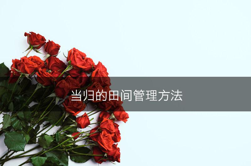 当归的田间管理方法(图1)