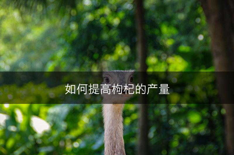 如何提高枸杞的产量(图1)