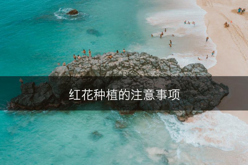 红花种植的注意事项(图1)