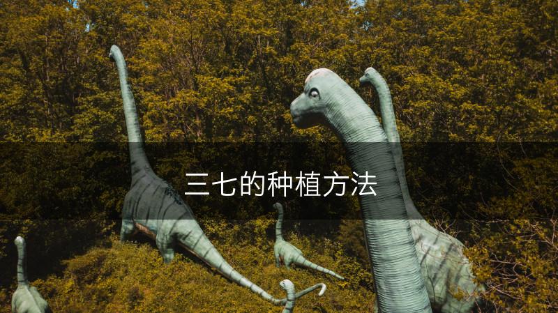 三七的种植方法(图1)