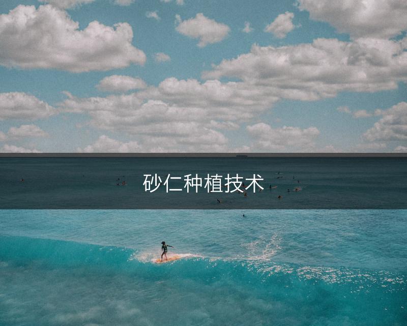 砂仁种植技术(图1)