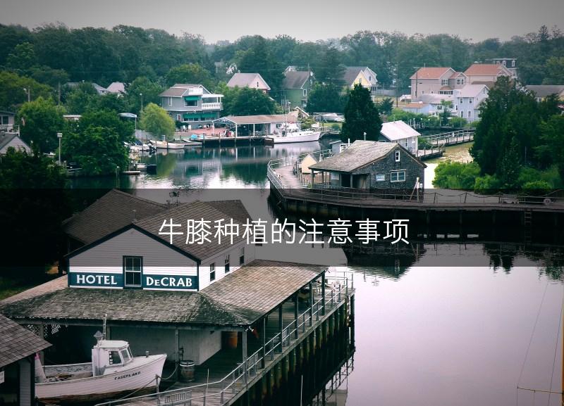 牛膝种植的注意事项(图1)