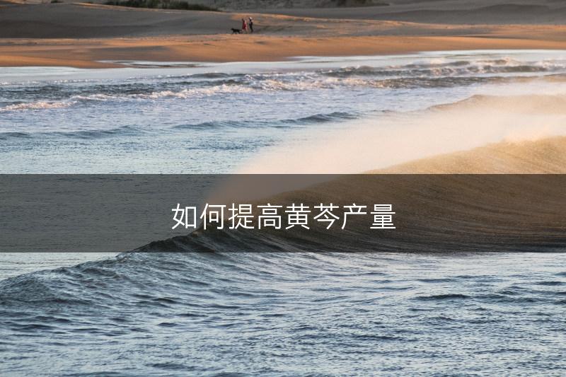 如何提高黄芩产量(图1)